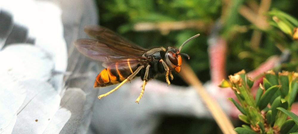 yellow legged hornet mid-flight